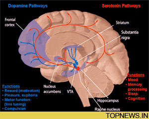 Boffins identify brain region that predicts people''s choices