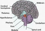 Brain Circuit