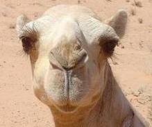 Dubai scientists clone healthy, female camel, says newspaper 