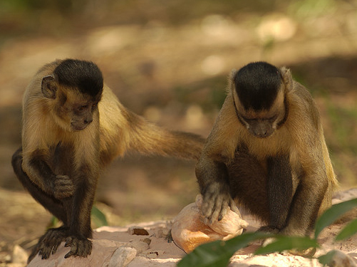 Capuchin-monkeys-nut