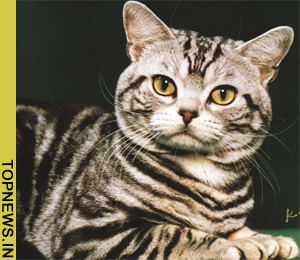 Cats'' central nervous system can repair on its own