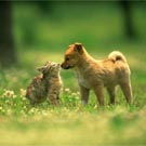 Here’s how cats and dogs can become very good friends!