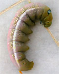 Caterpillars