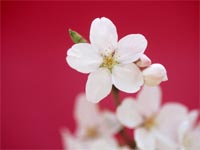 Japanese euphoric as cherry blossoms bloom