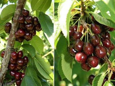 Good weather ensures bumper cherry production in Valley 