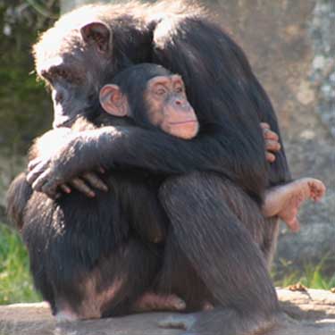 Chimps trade sex for meat