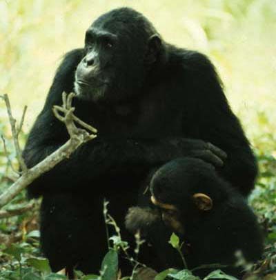 Indian-origin researcher finds human virus in chimpanzees
