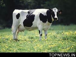 Scientists unravel cow genome