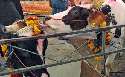 Conference of State Ministers of Animal Husbandry to be held today