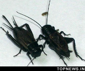 Female crickets choose mates by comparing male songs