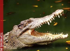 Escaped crocodile attacks Vietnam toddler 