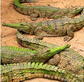 Crocodile safaris flagged for Australia's far north 