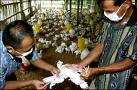 Culling Operation Begin At Jalpaiguri