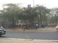 delhi road side trees