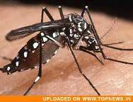 Danger of dengue still prevalent in Ludhiana