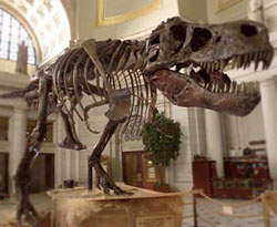 Top ten dinosaur and fossil finds of 2009