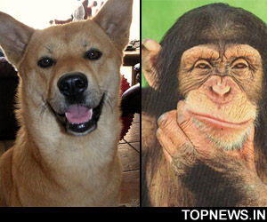 Dogs better models than chimps for understanding human social behavior