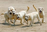 Dogs