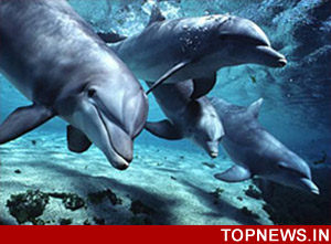 6,000 rare, large river dolphins found in Bangladesh