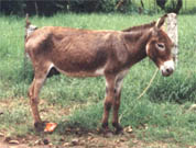 Donkey domestication might have been slower than thought