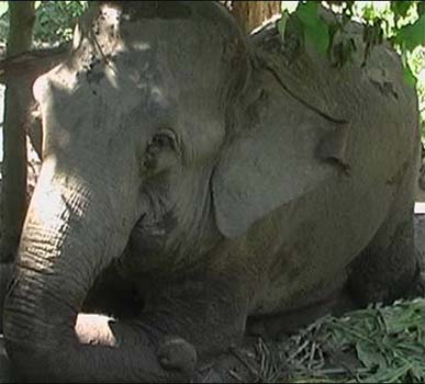 80-year-old elephant dies in Orissa reserve