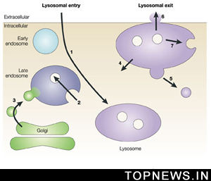 Enzyme therapy may slow deterioration of kidney function