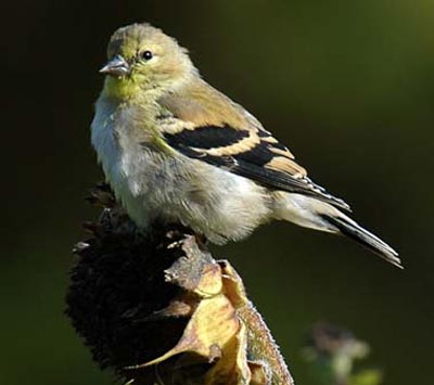 Female birds rival males in song: Study