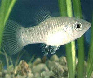 Common pills, plastics making male fish lay eggs