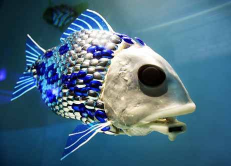 Ocean odor leads reef fish to gather for feeding