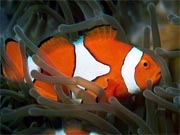 Fish can remember things up to five months