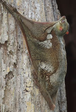 Flying Lemur