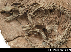 New found fossil in China may belong to ancestor of T rex