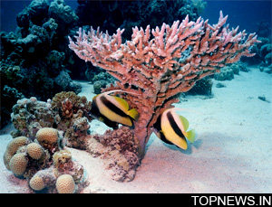 Fossil corals show catastrophic sea-level rise about 121,000 years ago