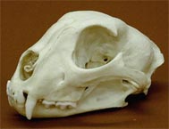 Cheetahs Evolved In Asia Not Americas; Suggests A Fossilized Skull