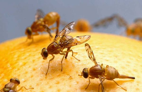 Fruit flies use evolved antennae to detect wind direction