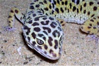 Now, a ground-breaking gecko like adhesive that self cleans after use