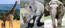 Giraffes, rhinos, elephants and rodents once roamed Pakistan