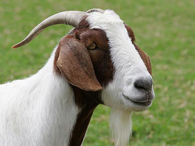 Goats are quick learners!