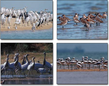Gujarat’s Khijadia bird sanctuary