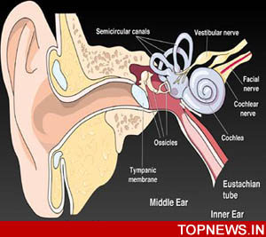 Progressive hearing loss in humans and mice linked to microRNA mutation