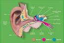 Study Shows Hearing Loss May Be More Common Among People With Diabetes