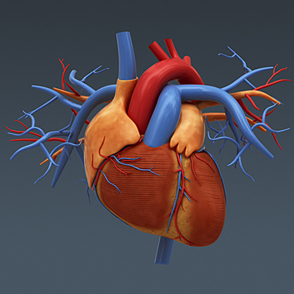 Researchers create detailed heart atlas