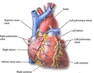 Aspirin ‘improves survival in postmenopausal women with heart disease’