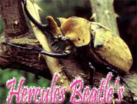 Hercules Beatle’s 