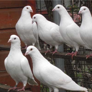 Homing-pigeons