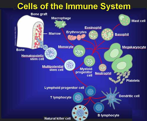 Scientists Find Way to Revive Immune Cells of HIV Patients