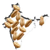 Wheat procurement crosses 18 million tons in 2008-09 season