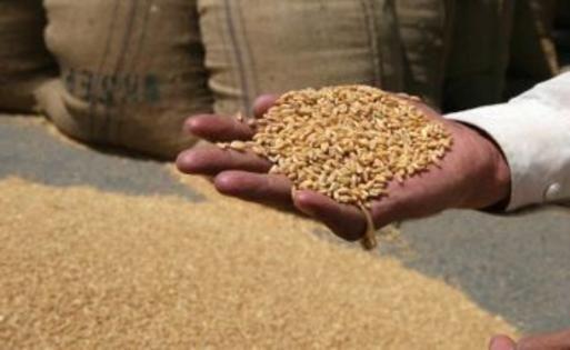 Indian-wheat