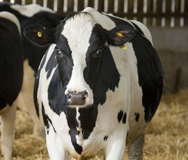 EU Commission slaps a fine of €16m on Ireland Daily farmers