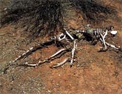 Kangaroo bones may solve 5,000 yr old Aussie population explosion mystery